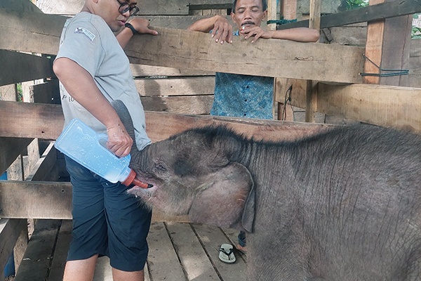Help Elephants like Baby Panton