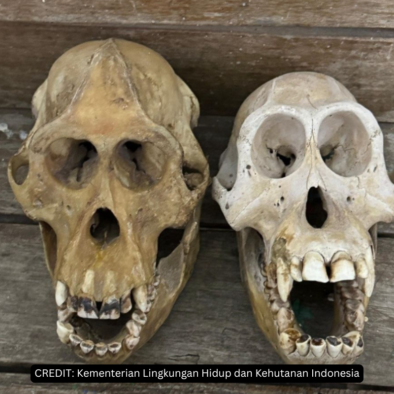 orangutan skulls confiscated in law enforcement action