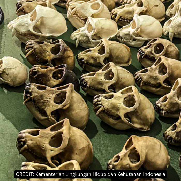 primate skulls discovered during confiscation